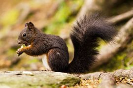 Eichhörnchen von Alena Holtz