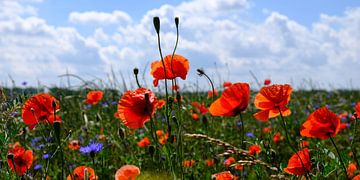 Poppy sur Ostsee Bilder