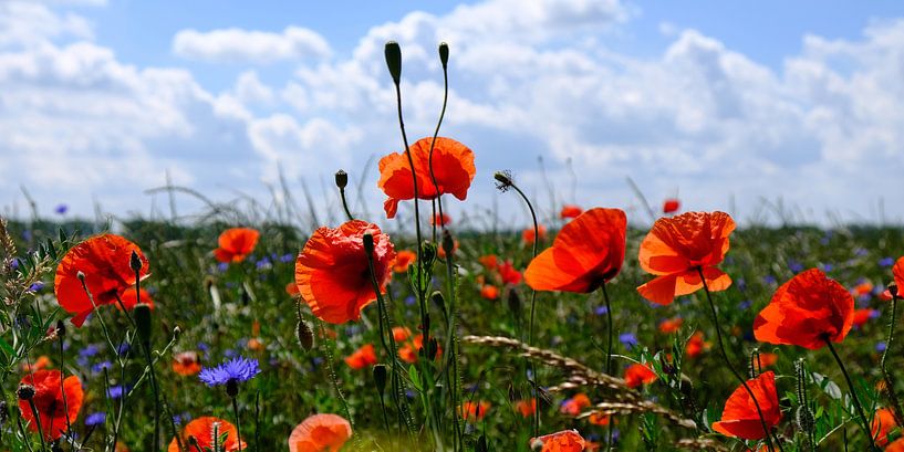 Poppy by Ostsee Bilder
