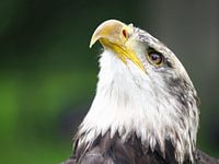 Haliaeetus Leucocephalus - Amerikaanse zeearend
