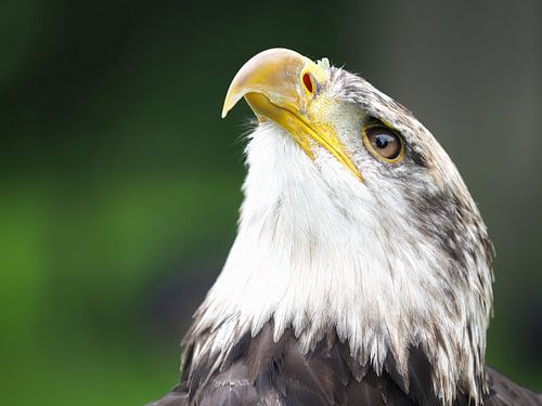 Haliaeetus Leucocephalus - Amerikaanse zeearend