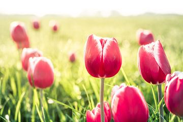 Tulips by rosstek ®