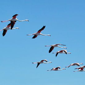 flamingo's sur Marina Nieuwenhuijs