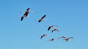 flamingo's von Marina Nieuwenhuijs