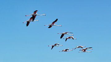 flamingo's van Marina Nieuwenhuijs