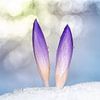 Frühlingserwachen - Krokusse im Schnee von ManfredFotos