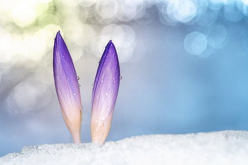 Frühlingserwachen - Krokusse im Schnee von ManfredFotos