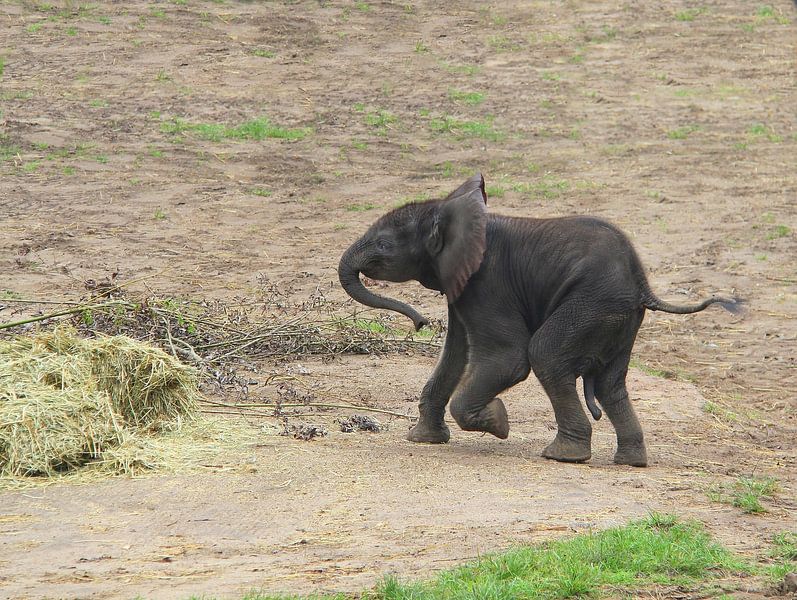Elephant by Jose Lok