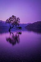 Wanaka Tree in the evening