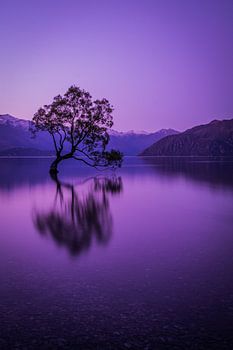 Wanaka Tree in de avond