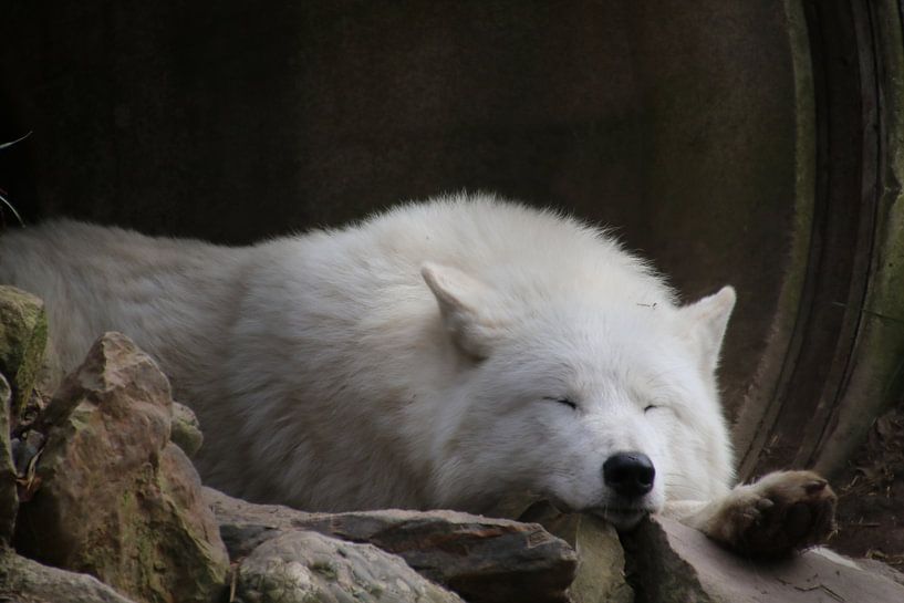 Loup de la baie d'Hudson endormi par Denise van Eck