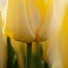 Nahaufnahme einer gelben Tulpe von Michel Knikker