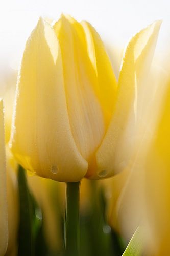 Nahaufnahme einer gelben Tulpe von Michel Knikker