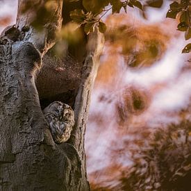 Waldkauz im letzten Abendlicht von Larissa Rand