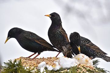 Birds at the garden feeder by Claude Laprise