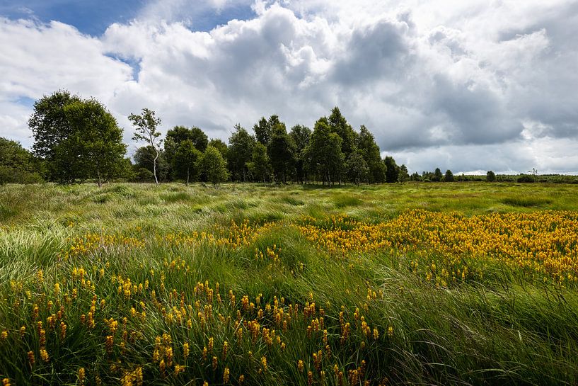 Landscape with wild flowers in the High Fens of Belgium by OCEANVOLTA