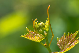 Young vine shoots by Andreas Paul
