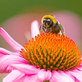 Bumblebee by Heiko Lehmann