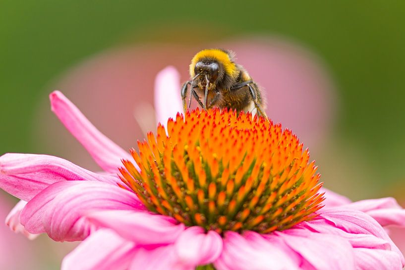 Bumblebee van Heiko Lehmann