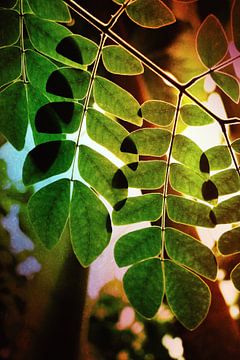 Groene bladeren met tegenlicht van Klik! Images