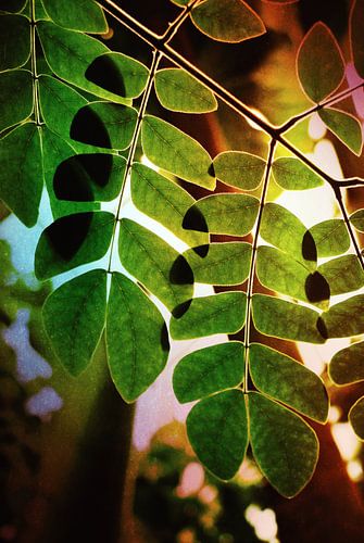 Green leaves with backlight by Klik! Images