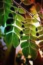 Grüne Blätter mit Hintergrundbeleuchtung von Klik! Images Miniaturansicht