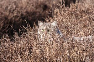 Sluipende Kat op de Hei von Wesley Flaman