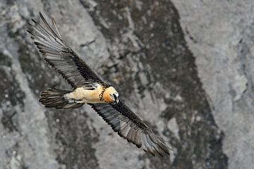 high up in the alps... Bearded Vulture *Gypaetus barbatus*