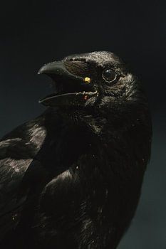 Crow's head with open beak