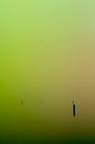 Groene mist over de Rijkerswoerdse Plassen van Robert Wiggers thumbnail