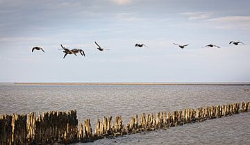 Flight of geese at Moddergat by Rob Boon