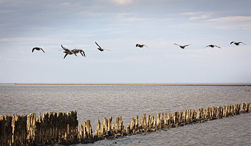 Gänseflug bei Moddergat