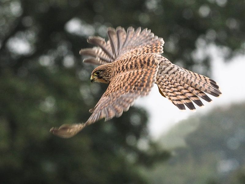 Oiseaux de proie : le faucon crécerellette par Loek Lobel