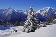 Conifer in front of an alpine panorama in the background by Babetts Bildergalerie thumbnail