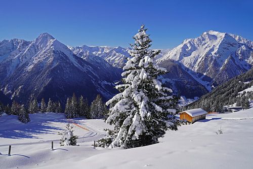 Conifeer voor een alpenpanorama op de achtergrond