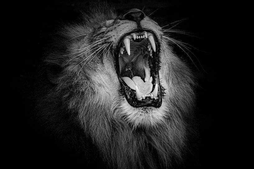 Leeuw op zwart van Janine Bekker Photography