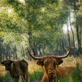 Kühe am Waldrand von Laura Drijfhout
