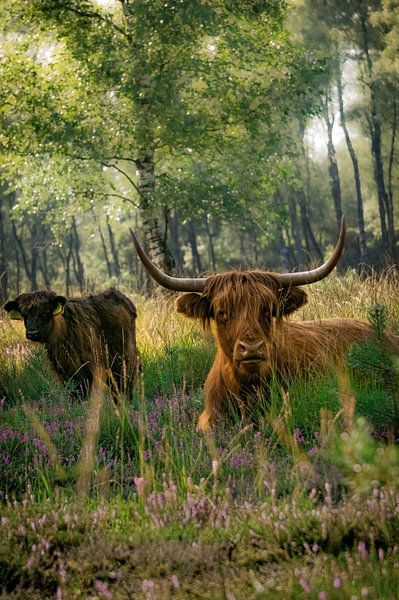 les vaches a de la forêt par Laura Drijfhout