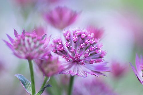 Zeeuws knoopje 2 (close up van de Astrantia major met groene accenten)