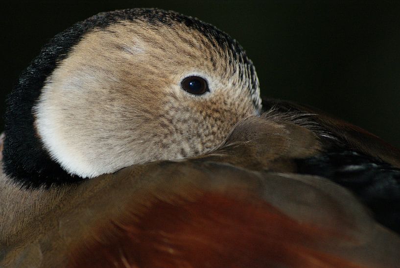 Eend die wil gaan slapen by Diana Waardijk