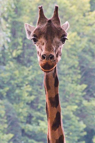 Giraffe kijkt meestal naar beneden