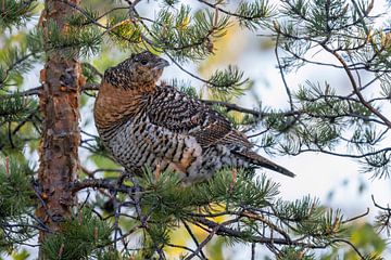 Capercaillie (Tetrao urogallus) by Daniela Beyer