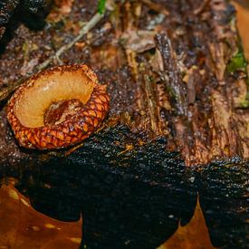 Herbstliche Ruhe: Eichel auf strukturierter Rinde von Kristof Leffelaer