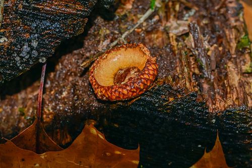 Herfstsereniteit: Eikel op Getextureerde Schors