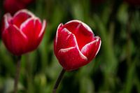 Red Tulip
