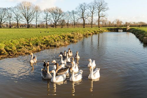 Ganzen in de tankgracht bij Rhijnauwen