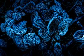 gefrorene Winterpracht von Annette van Dijk-Leek