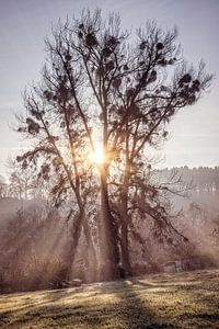 Sonnenstrahlen in Vijlen