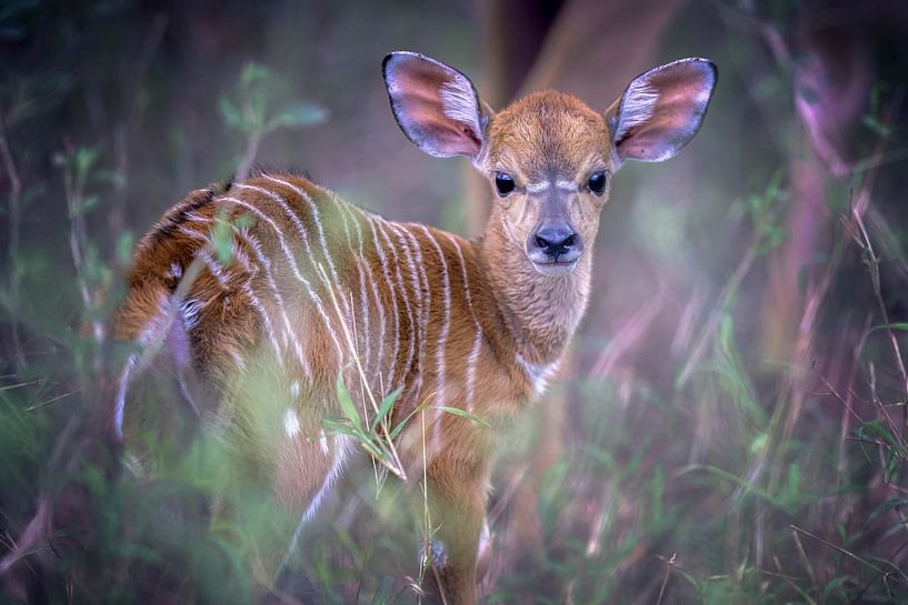 Nyala jeune par Larissa Rand