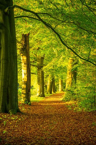 Herfstbos zonsondergang op de Veluwe